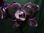 Phalaenopsis9 Orchids - Phalaenopsis